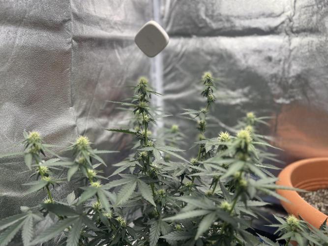 Master Kush Auto Experiment (First Run). Week 8