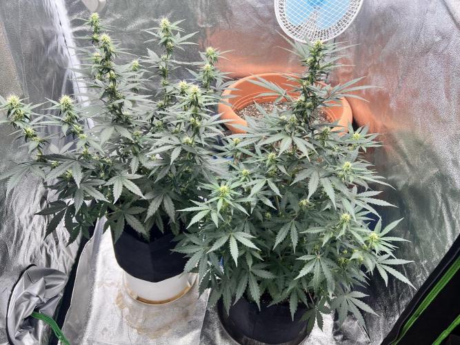 Master Kush Auto Experiment (First Run). Week 8