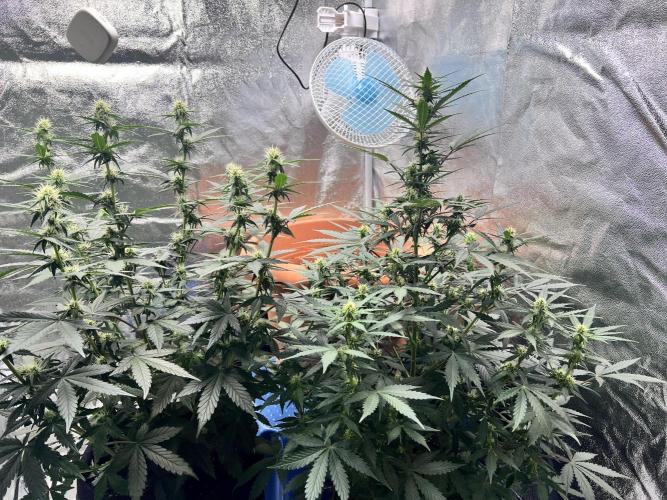 Master Kush Auto Experiment (First Run). Week 8