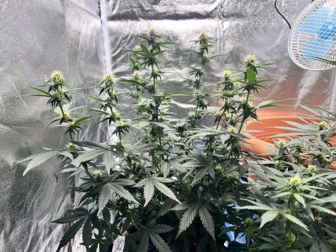 Master Kush Auto Experiment (First Run). Week 8