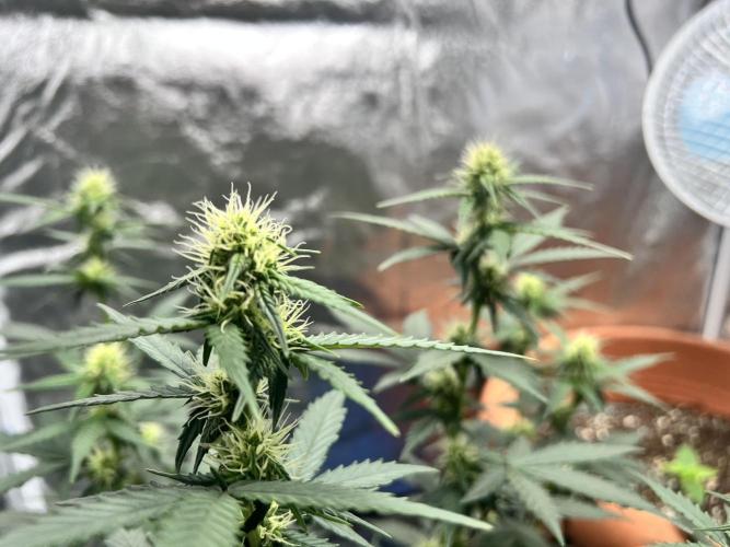 Master Kush Auto Experiment (First Run). Week 8
