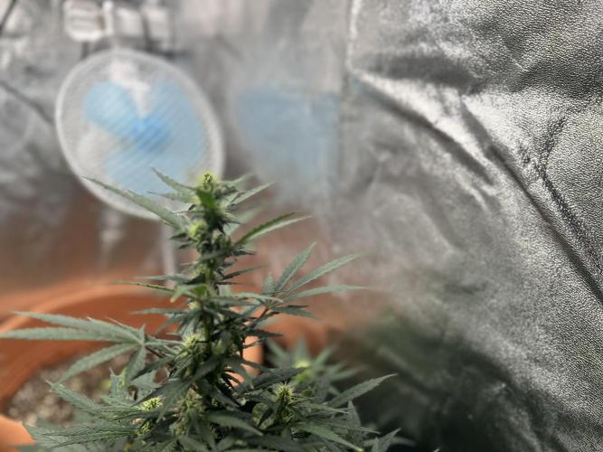 Master Kush Auto Experiment (First Run). Week 8