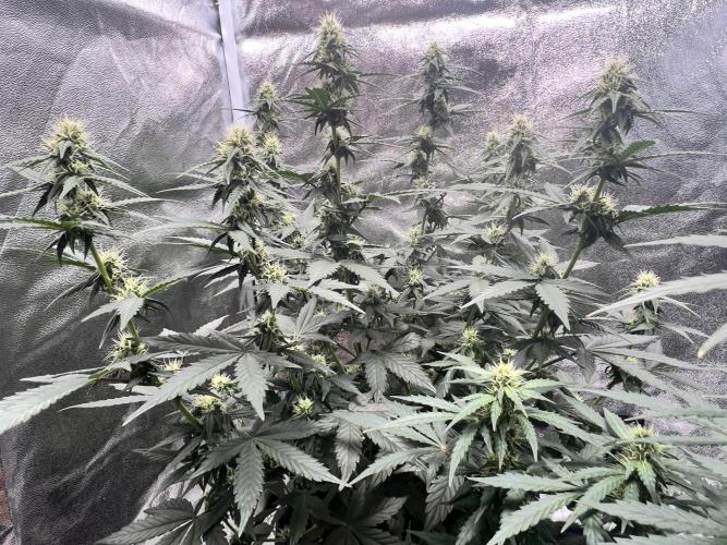 Master Kush Auto Experiment (First Run). Week 9