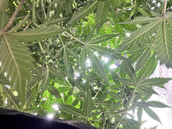Master Kush Auto Experiment (First Run). Week 9