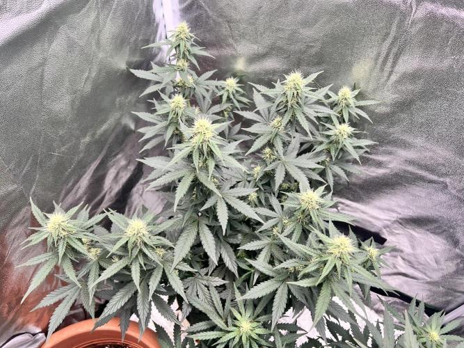 Master Kush Auto Experiment (First Run). Week 9