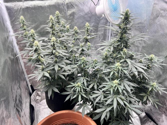 Master Kush Auto Experiment (First Run). Week 9
