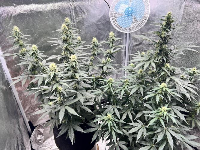 Master Kush Auto Experiment (First Run). Week 9