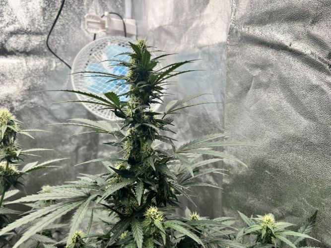 Master Kush Auto Experiment (First Run). Week 9