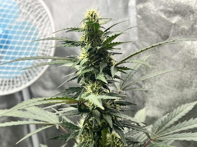Master Kush Auto Experiment (First Run). Week 9
