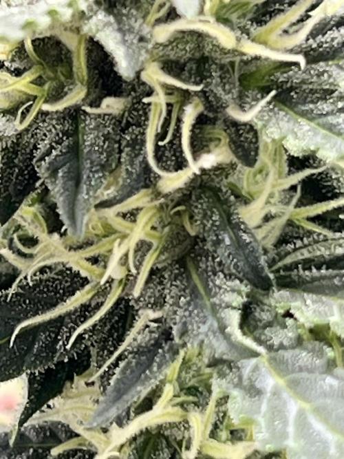 Master Kush Auto Experiment (First Run). Week 10