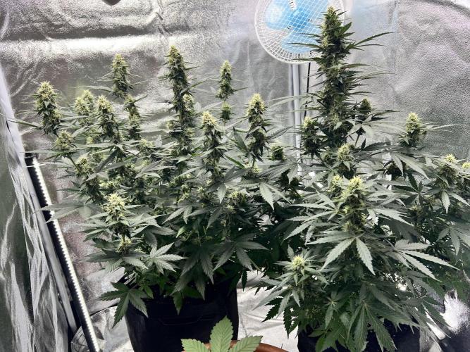 Master Kush Auto Experiment (First Run). Week 10