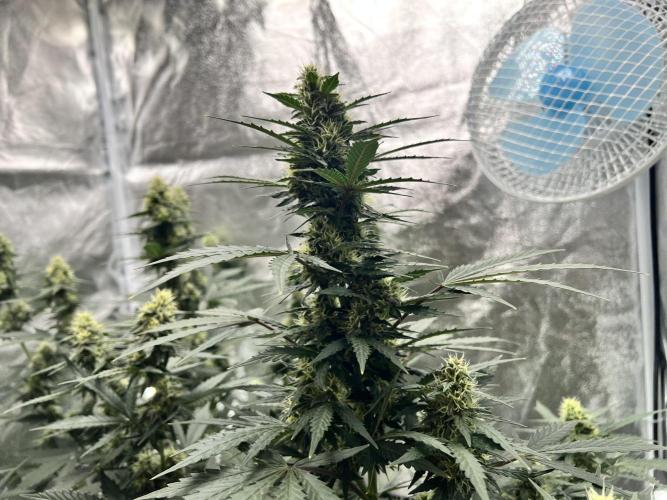 Master Kush Auto Experiment (First Run). Week 10