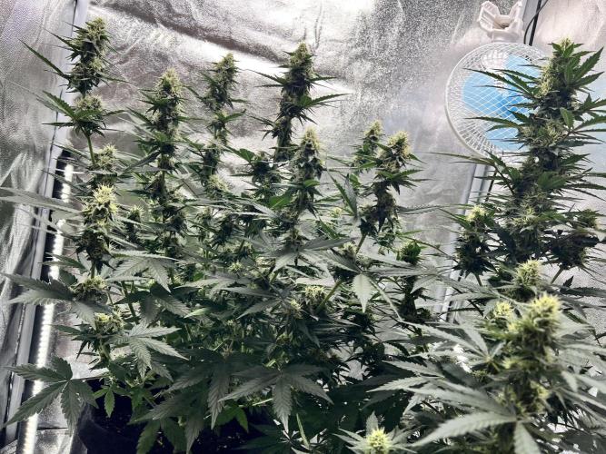 Master Kush Auto Experiment (First Run). Week 10