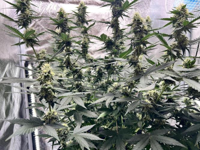 Master Kush Auto Experiment (First Run). Week 10