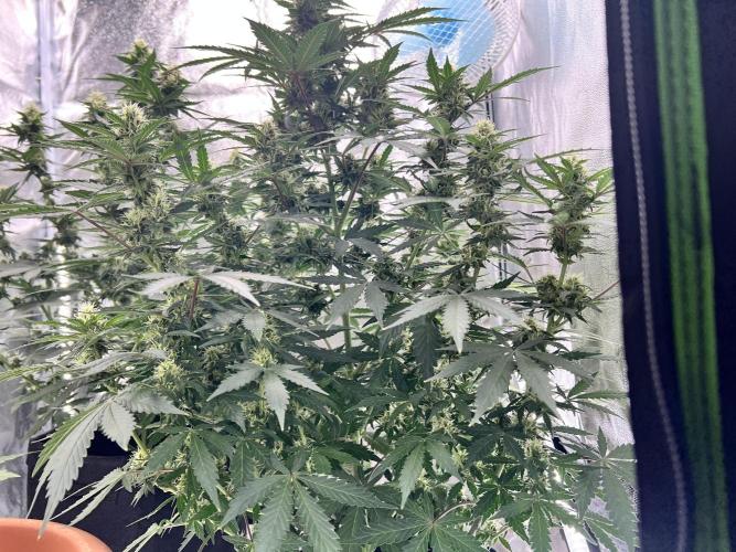 Master Kush Auto Experiment (First Run). Week 10