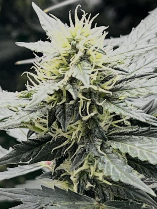 Master Kush Auto Experiment (First Run). Week 10