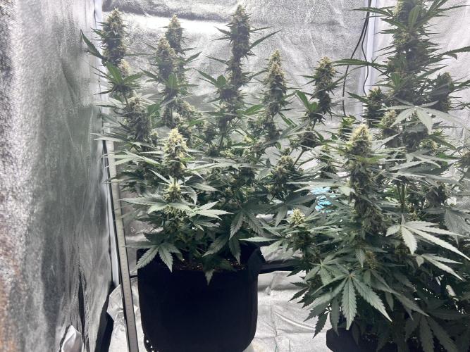 Master Kush Auto Experiment (First Run). Week 11