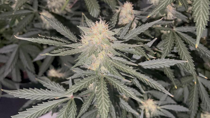 Master Kush Auto Experiment (First Run). Week 11