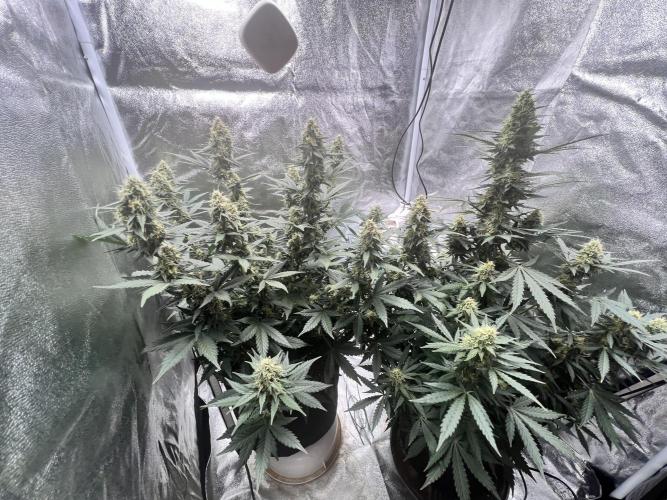 Master Kush Auto Experiment (First Run). Week 11