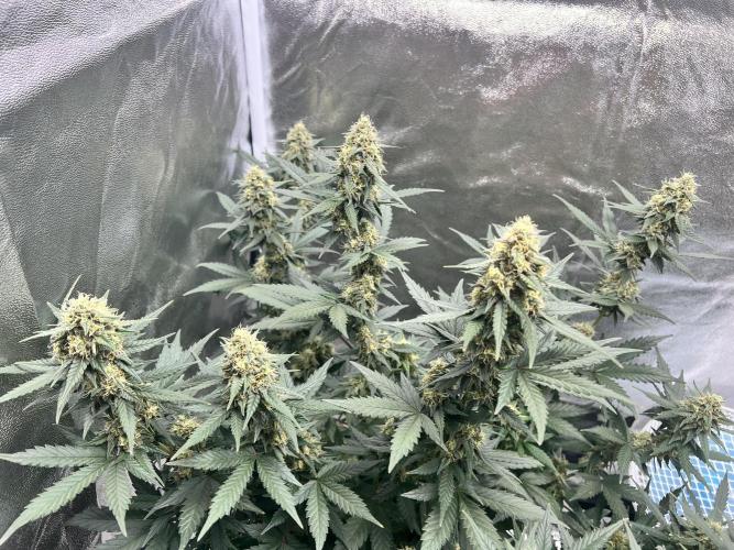 Master Kush Auto Experiment (First Run). Week 11