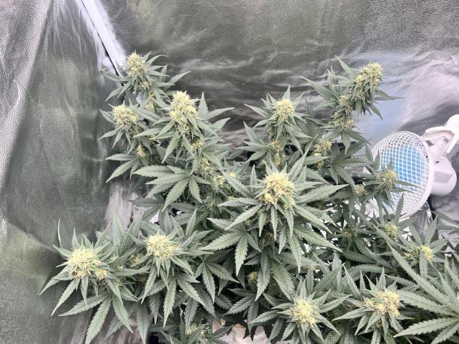Master Kush Auto Experiment (First Run). Week 11