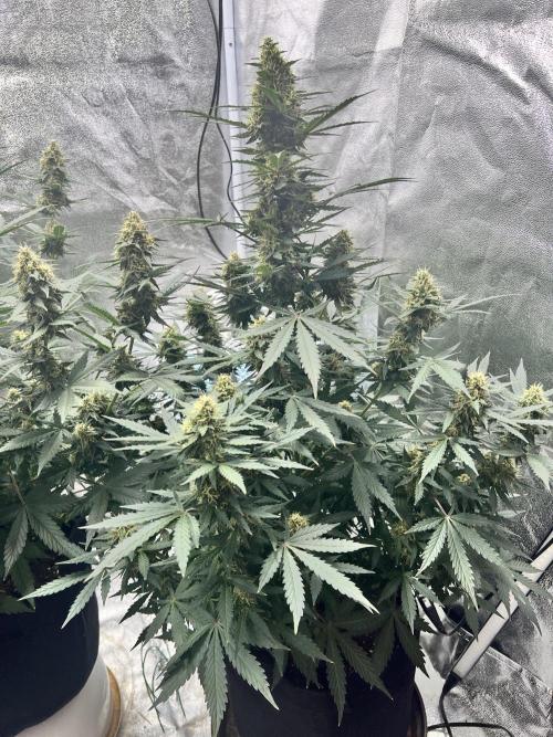 Master Kush Auto Experiment (First Run). Week 11