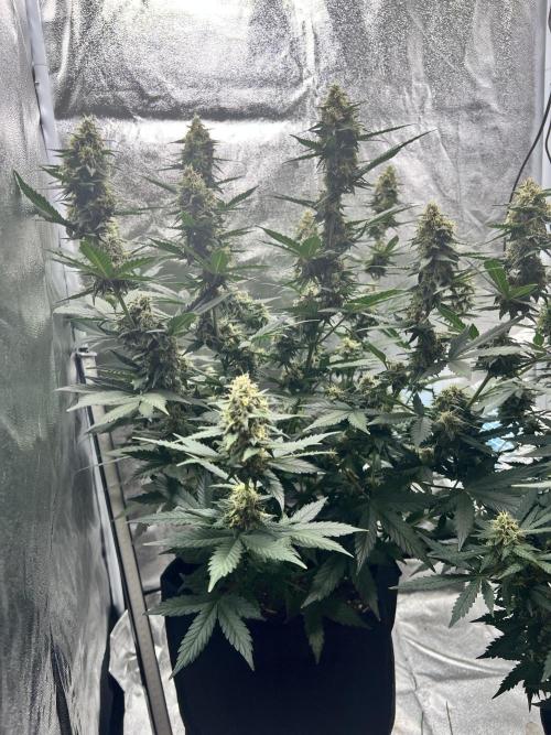 Master Kush Auto Experiment (First Run). Week 11