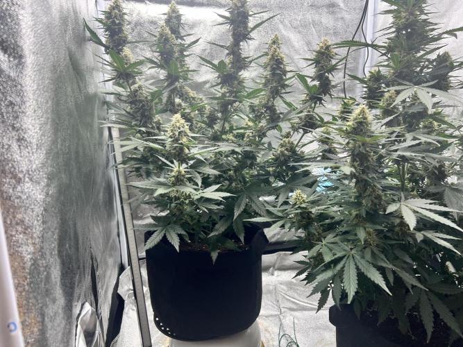 Master Kush Automatic. Week 11
