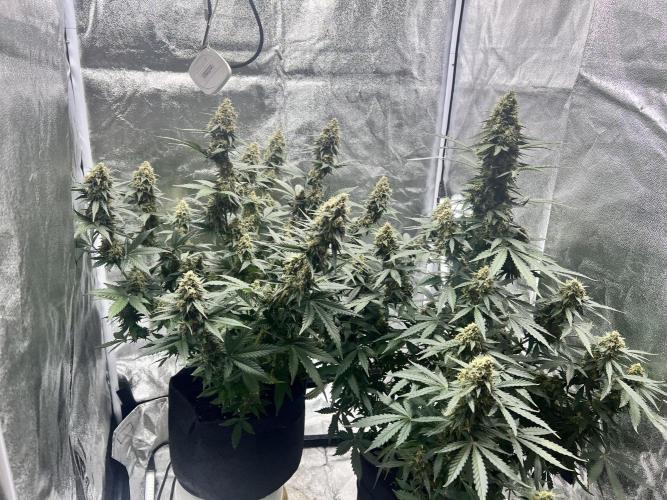 Master Kush Auto Experiment (First Run). Week 12