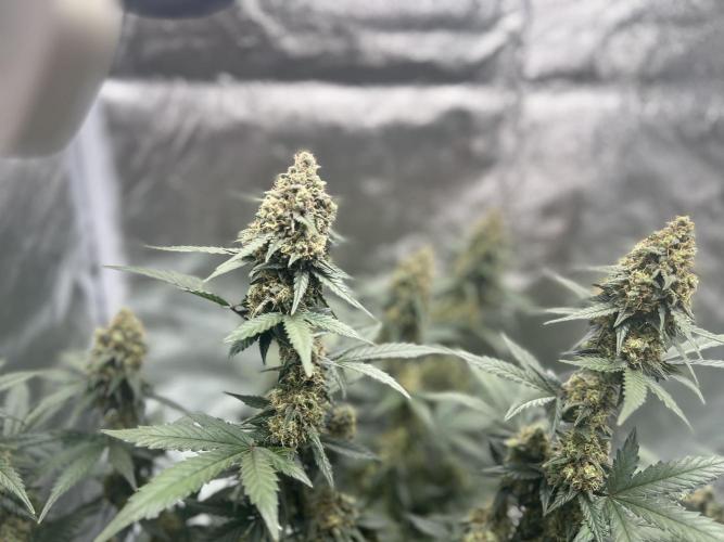 Master Kush Auto Experiment (First Run). Week 12