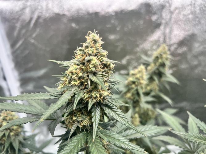 Master Kush Auto Experiment (First Run). Week 12