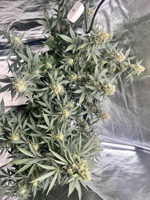 Master Kush Auto Experiment (First Run). Week 12