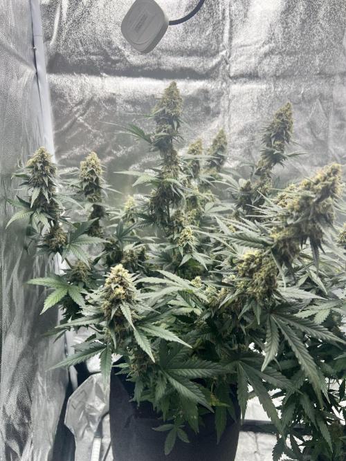 Master Kush Auto Experiment (First Run). Week 12