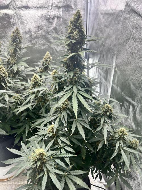 Master Kush Automatic. Week 12
