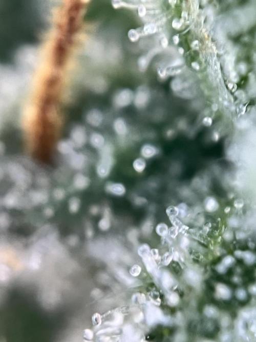 Master Kush Auto Experiment (First Run). Week 12