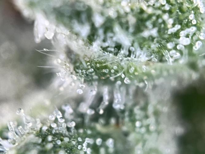 Master Kush Auto Experiment (First Run). Week 12
