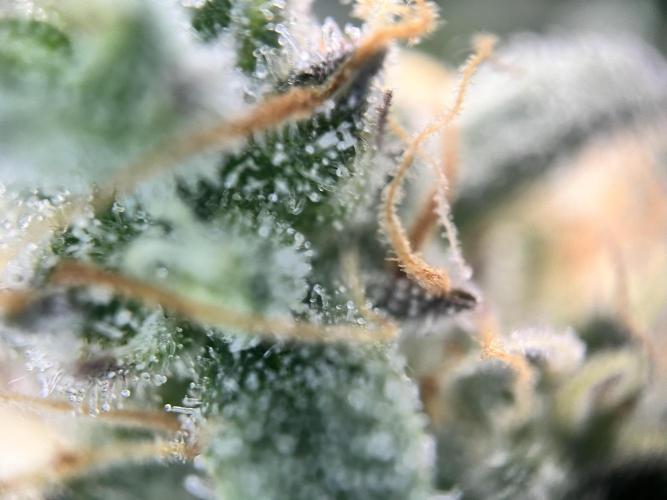Master Kush Auto Experiment (First Run). Week 12