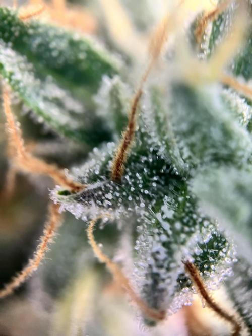Master Kush Auto Experiment (First Run). Week 12
