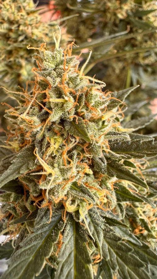 Master Kush Auto Experiment (First Run). Week 13