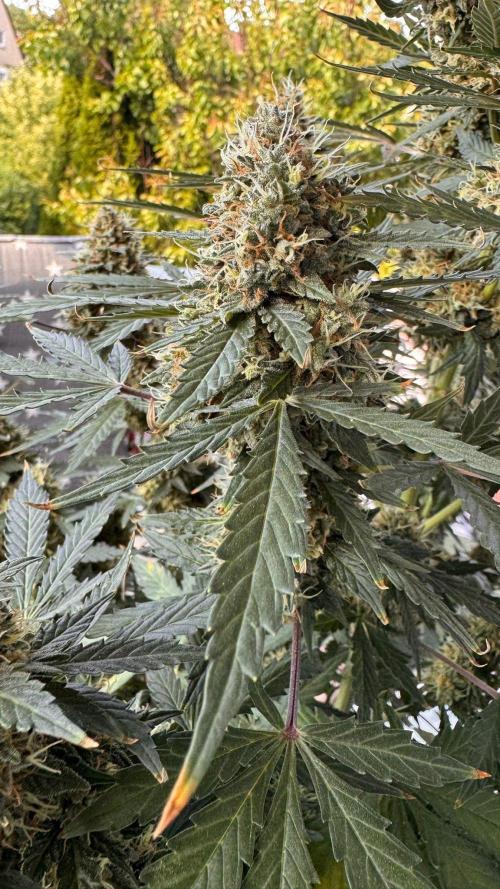 Master Kush Auto Experiment (First Run). Week 13