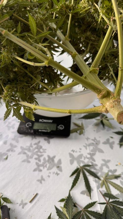 Master Kush Auto Experiment (First Run). Week 13