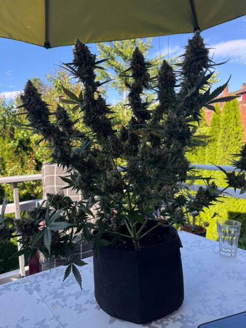 Master Kush Auto Experiment (First Run). Week 13