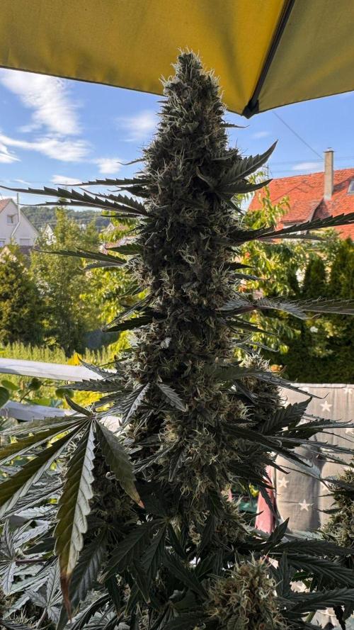 Master Kush Auto Experiment (First Run). Week 13