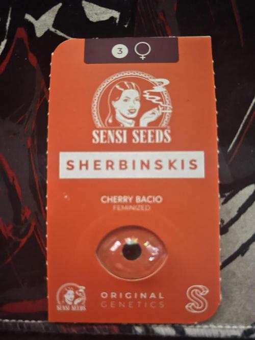 Cherry Bacio – Crimson Bloom. Week 1