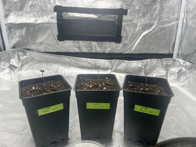 Cherry Bacio. Week 1