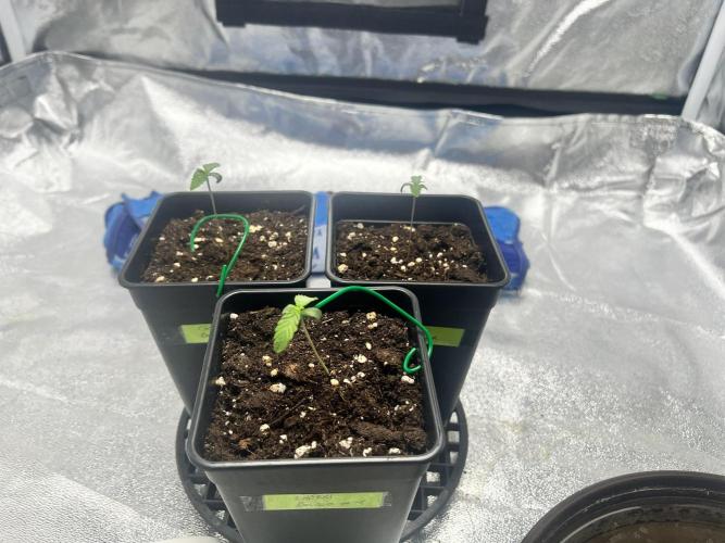 Cherry Bacio. Week 1