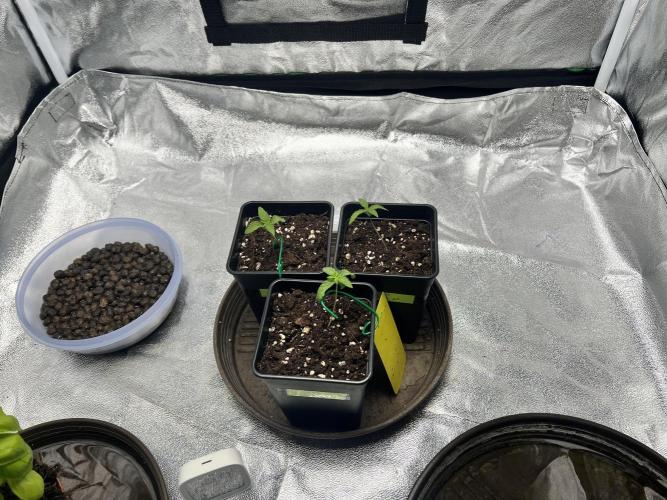 Cherry Bacio. Week 2