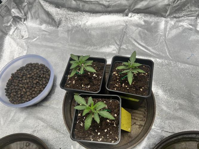 Cherry Bacio – Crimson Bloom. Week 2