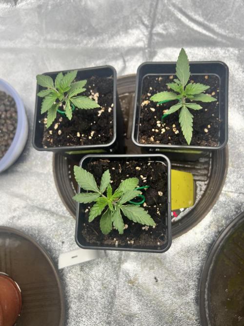 Cherry Bacio – Crimson Bloom. Week 2