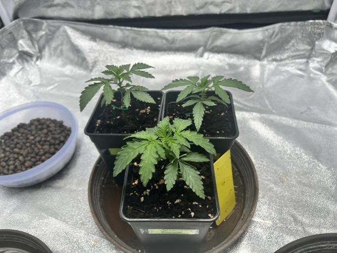 Cherry Bacio – Crimson Bloom. Week 3